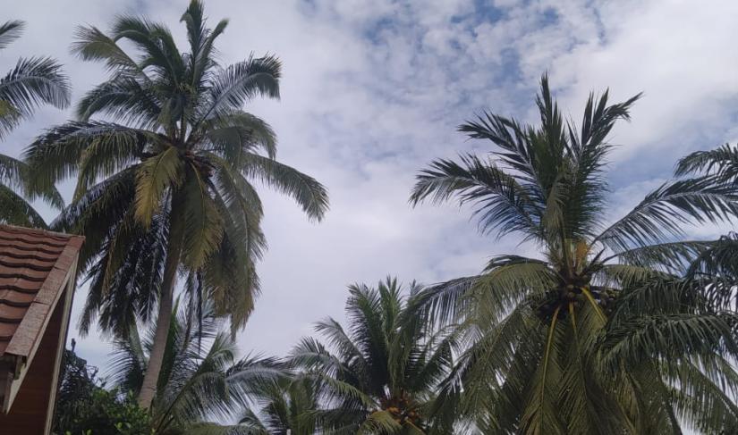 Pohon kelapa 