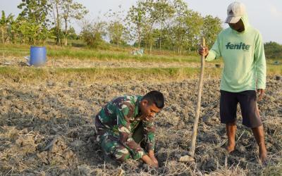 Serda Rizky Fislamy Septianto, Danru 3 SST-2 SSK Satgas TMMD ke-129 Kodim 0813 Bojonegoro, membantu petani menanam tembakau di lahan pertanian warga Desa Kesongo, Kecamatan Kedungadem, Kabupaten Bojonegoro, Minggu (09/08/2026). Foto: Deni Aripandi/Sumber TMMD Bojonegoro.