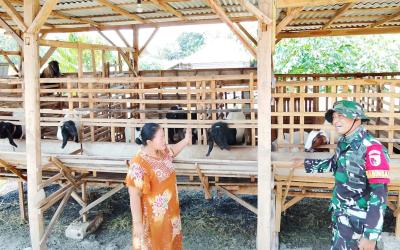 Jalin Komunikasi dengan Peternak: Babinsa Desa Kesongo, Serka Lasmidi, berbincang dengan warga peternak kambing di sela pelaksanaan TMMD ke-129 Kodim 0813 Bojonegoro di Desa Kesongo, Kecamatan Kedungadem, Kabupaten Bojonegoro, Kamis (6/8/2026). Komunikasi sosial tersebut menjadi bagian dari upaya mempererat hubungan TNI dengan masyarakat.