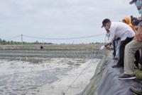 Gubernur Rohidin meninjau tambak ikan.