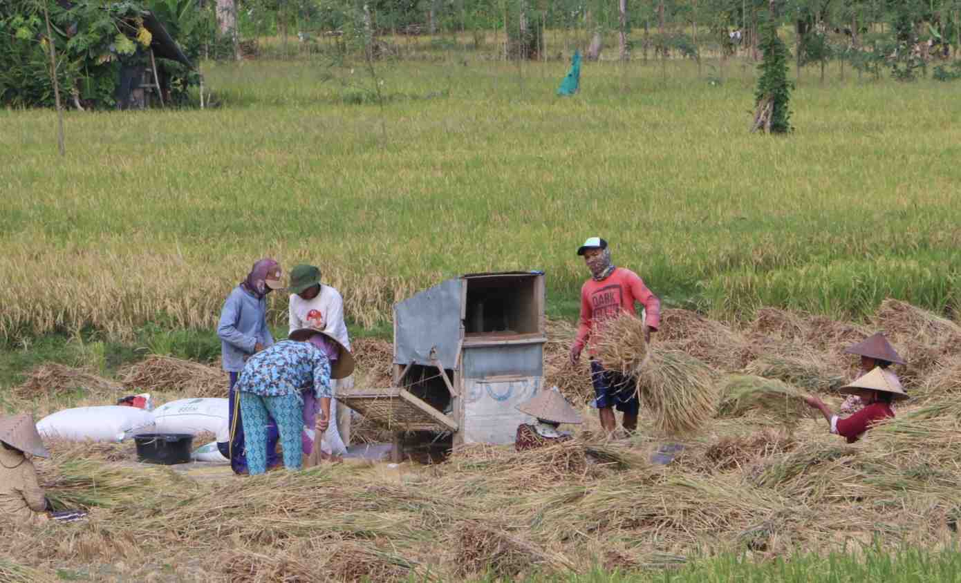 Panen Padi di Bengkulu Jelang Musim Kemarau