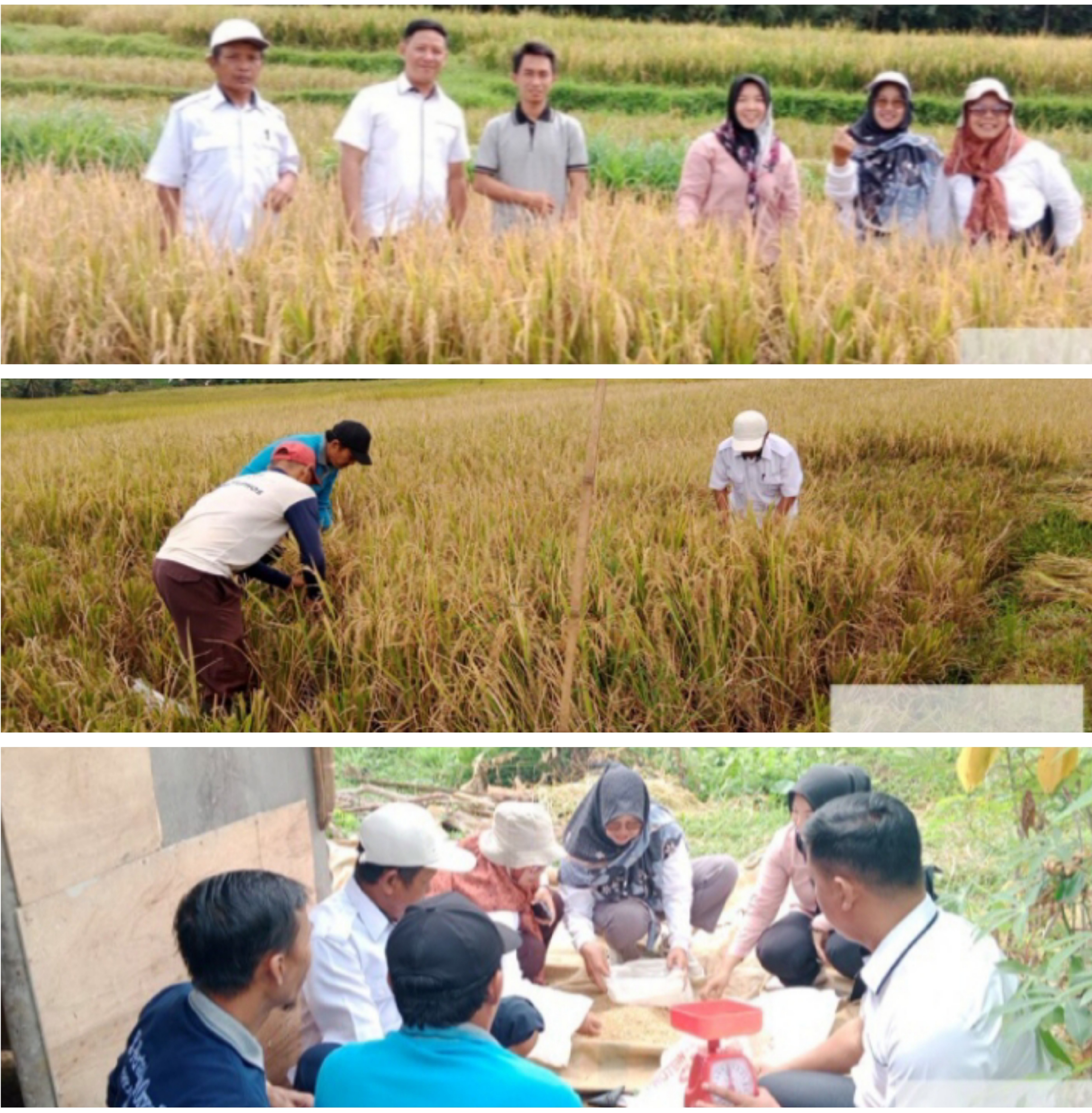 Dinas TPHP Bengkulu Utara menghadiri panen di wilayah kelompok tani kelurahan kemumu
