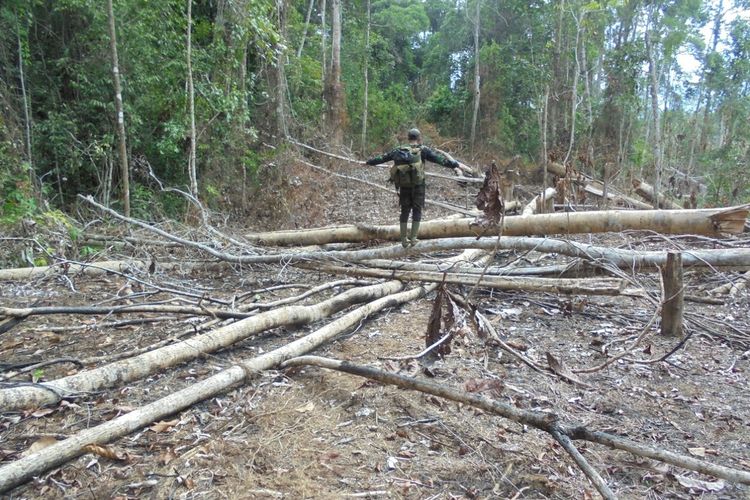 Tampak Pembalakan Hutan di Mukomuko
