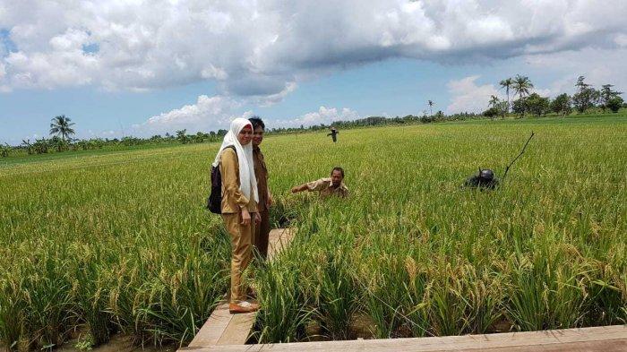 Petugas Pertanian Saat Cek Persawahan
