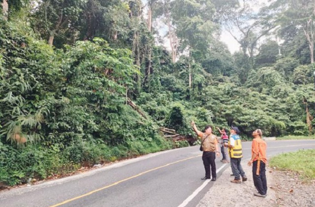 Proses pemantauan Pohon di Liku Sembilan