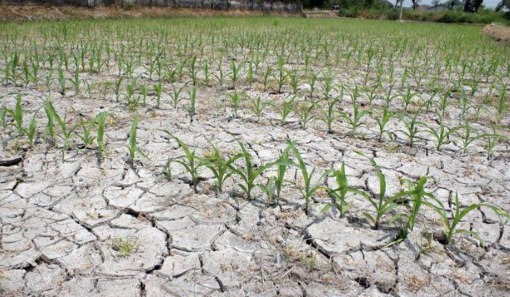 sawah bengkulu udah mengering