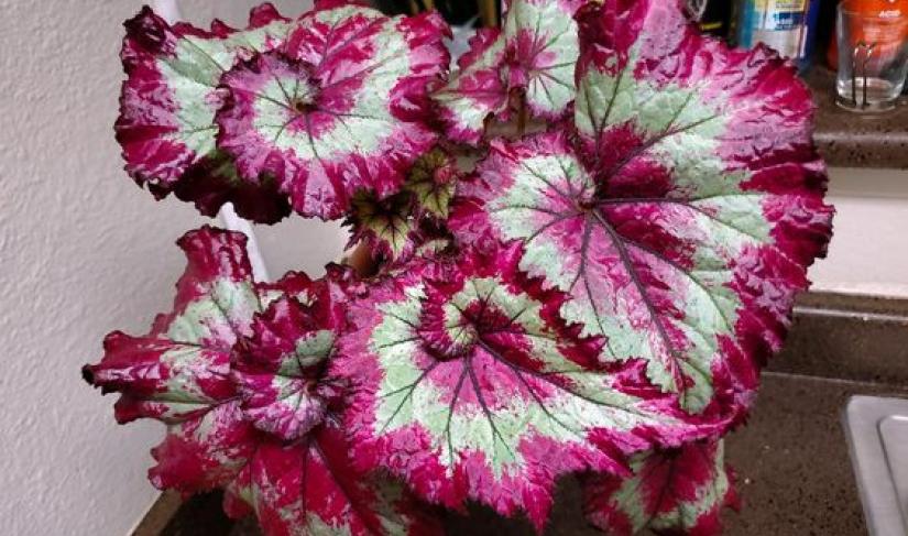 Bunga Begonia/dok.net