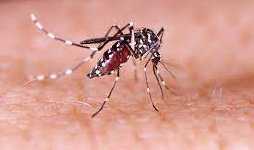 Ilustrasi gigitan nyamuk, Dinas Kesehatan Kabupaten Mukomuko, Provinsi Bengkulu, menangani sebanyak 25 kasus demam berdarah dengue (DBD) selama bulan Agustus 2023.