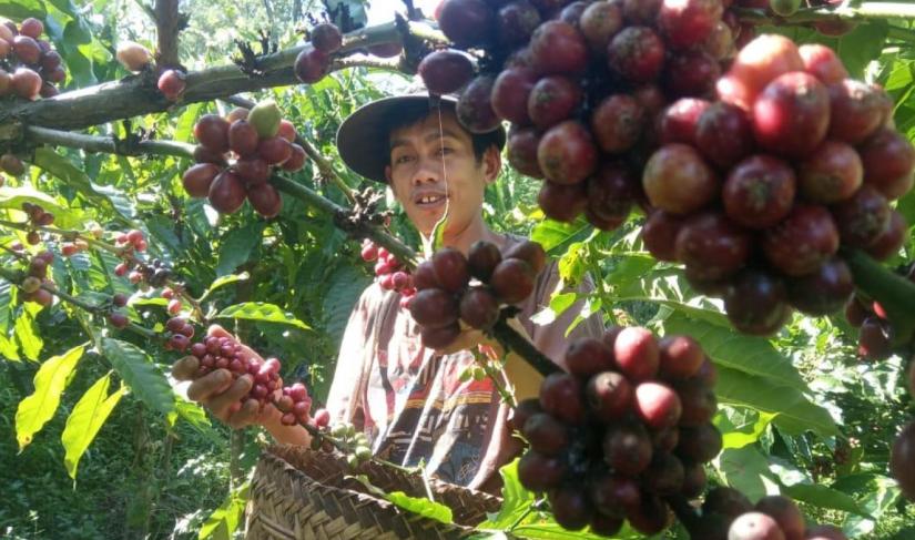 Perkebunan kopi di wisata alam Desa Batu Ampar.