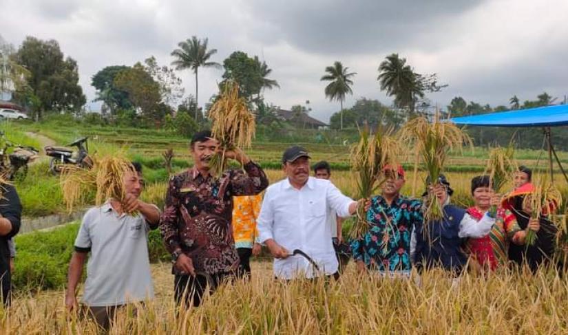 Bupati BU Menghadiri panen raya padi bersama masyarakat kelurahan kemeumu
