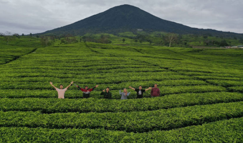 Keindahan dan Sejuknya Kebun Teh di Pagar Alam - foto istimewa / dok wiki