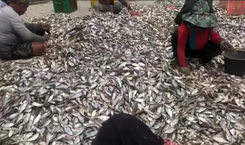 Tangkapan layar ikan menepi di Pantai Jakat Kota Bengkulu.
