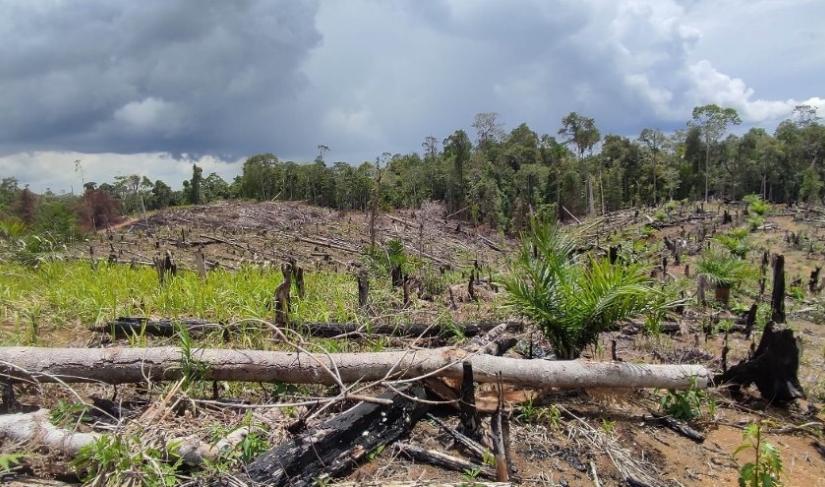 Penampakan penanaman sawit di lahan HPT di Kabupaten Mukomuko.