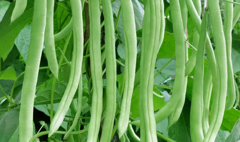 Buncis/ilustrasi.net