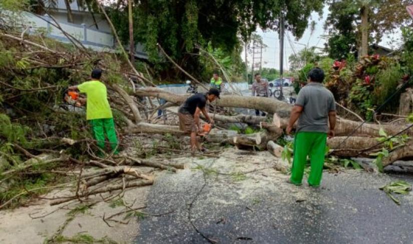 Petugas DLH potong pohon berpotensi tumbang.