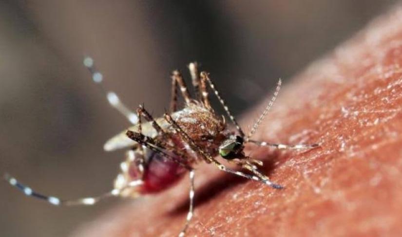 Ilustrasi nyamuk Wolbachia/net