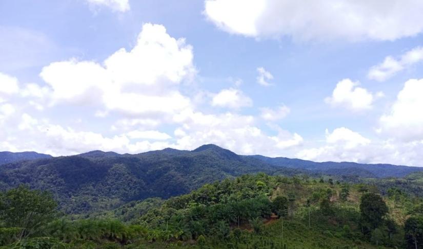 Hutan Bengkulu/Foto Yayasan Ganesis