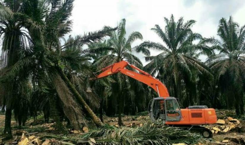 Replanting sawit.