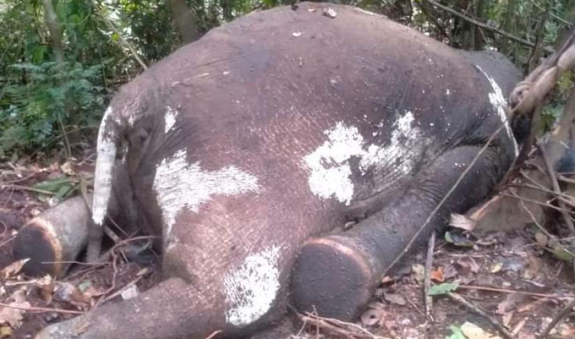 Seekor Gajah yang ditemukan mati di Bentang Seblat Bengkulu Utara (foto: Kanopibkl)