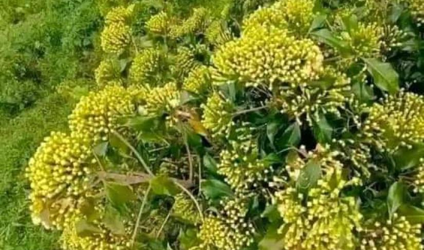 Salah satu lahan cengkeh milik warga di kecamatan Maje yang belum di panen, Selasa (23/07/2024)