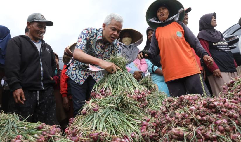 Petani bawang 