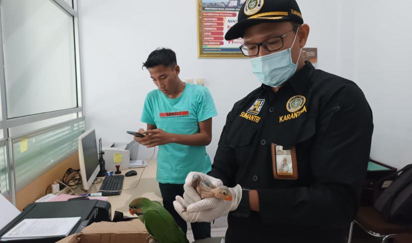 Badan Karantina Hewan Ikan dan Tumbuhan Bengkulu menggagalkan penyelundupan spesies burung dilindungi, beberapa waktu lalu. (Foto: Kelvin Aldo/Penarafflesia.com).