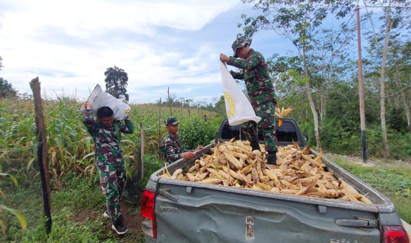 Tingkatkan Ketahanan Pangan, Kodim 0423/BU Sukses Panen Raya Jagung/Poto Redy Penarafflesia.com 