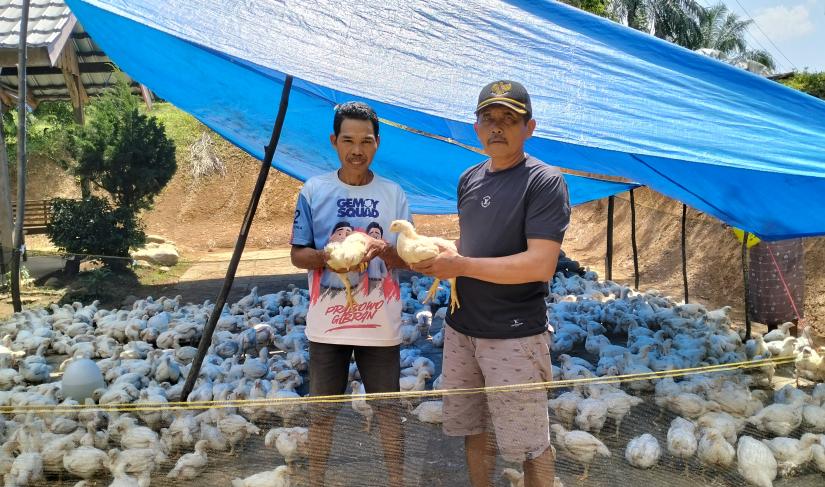 Poto; Kades Talang rami saat menyalurkan bantuan unggas dalam Program Ketahanan Pangan