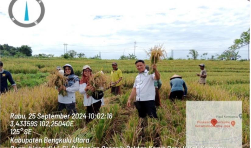 Dinas Tanaman Pangan Holtikultura Dan Peternakan Panen Raya Di Kelurahan Kemumu kecamatan Arma Jaya ."Redy Penarfflesia.com"