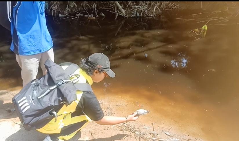Pemerintah setempat mengambil ikan mati akibat limbah Minggu (11/08/2024)