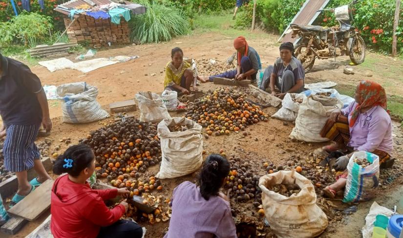 Ibu-ibu rumah tangga Nasal Kabupaten Kaur, tengah melakukan aktivitas pengupasan buah pinang, Jumat (19/01). (foto: Ahlan/Penarafflesia.com)