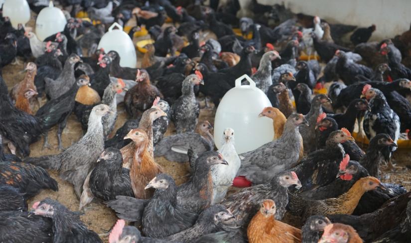Peternakan ayam milik Aditia Daka. (Foto: Gusti/Penarafflesia.com).