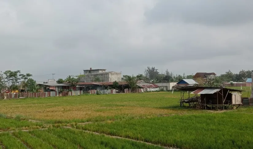 Ilustrasi persawahan di Bengkulu.