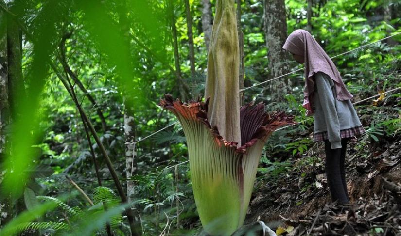 Bunga bangkai (amorphophallus titanum) secara sempurna di Taman Konservasi Puspa Langka pada Senin (1/1/2024).
