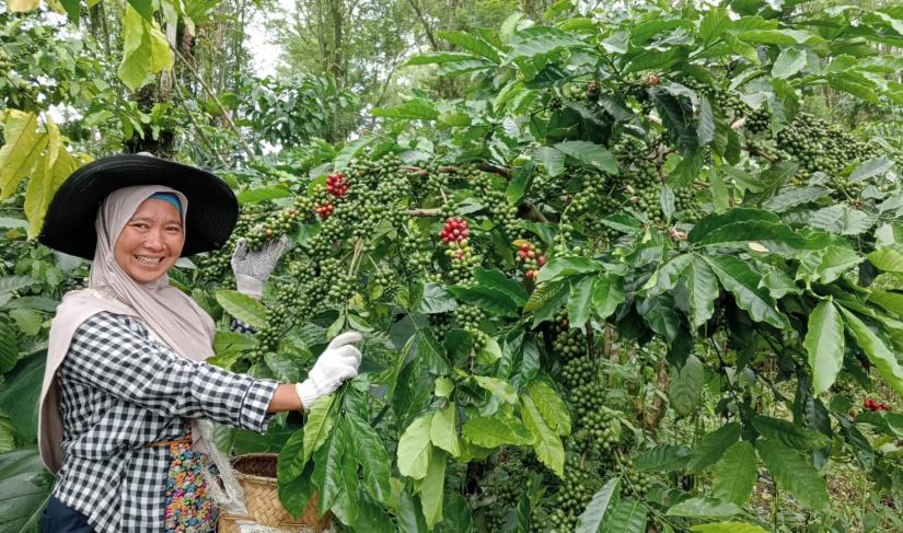 Siti Hermi saat memanen kopi di areal perkebunan kopinya, Selasa (16/12/2025). (IST/PenaRafflesia.Com)