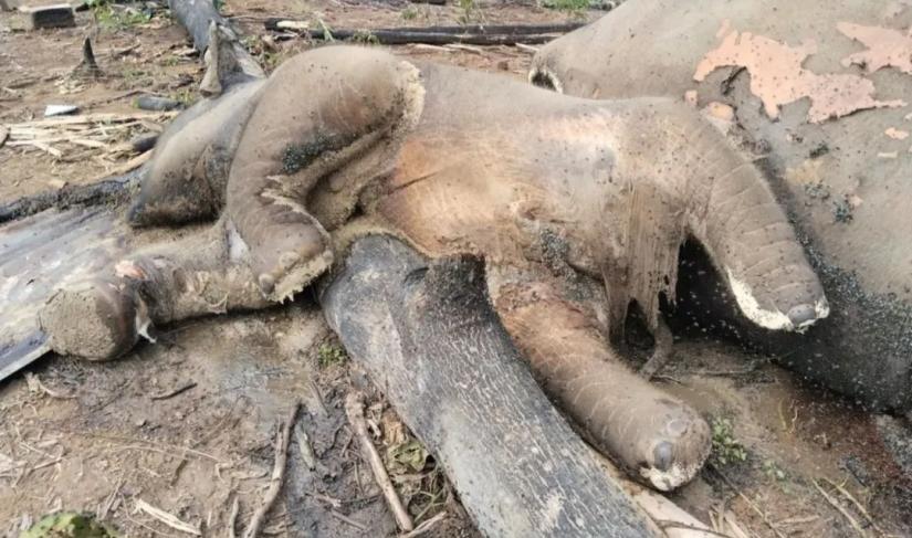 Induk betina dan satu ekor anak gajah mati, Poto/dok:Bksda