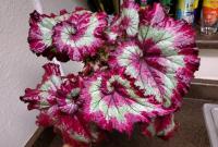 Bunga Begonia/dok.net