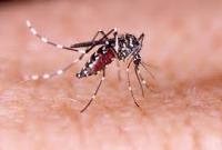 Ilustrasi gigitan nyamuk, Dinas Kesehatan Kabupaten Mukomuko, Provinsi Bengkulu, menangani sebanyak 25 kasus demam berdarah dengue (DBD) selama bulan Agustus 2023.