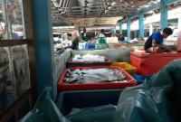 Hasil tangkapan ikan laut Bengkulu melimpah.