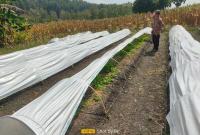 Nampak bibit hasil semai yang bergerombol dan tidak merata akibat cuaca tak menentu jadi rusak.