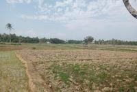 Sebabkan Tanah Kering Dan Sulitkan Petani Mengairi Sawah di Mukomuko
