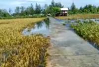 Tampak Banjir ROB di Kecamatan Bunga Mas Foto/Dok Emc