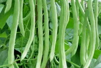 Buncis/ilustrasi.net