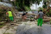 Petugas DLH potong pohon berpotensi tumbang.