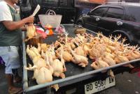 Aktivitas penjual daging ayam di Kota Bengkulu.