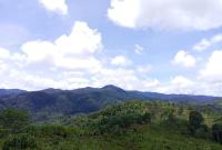 Hutan Bengkulu/Foto Yayasan Ganesis
