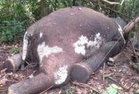Seekor Gajah yang ditemukan mati di Bentang Seblat Bengkulu Utara (foto: Kanopibkl)