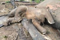 Induk betina dan satu ekor anak gajah mati, Poto/dok:Bksda