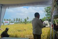 Hamparan sawah siap dipanen