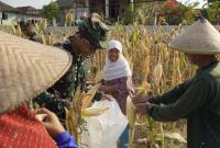 Pada Selasa (21/7/2026), sejumlah personel Satgas TMMD turun langsung ke lahan pertanian milik warga. Bersama para petani, mereka bergotong royong memetik jagung, mengumpulkan hasil panen, hingga mengangkutnya ke tepi jalan untuk memudahkan proses pengangkutan.